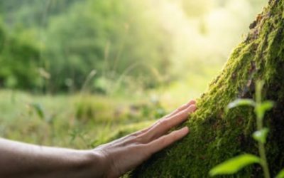 Versión italiana Ideas disruptivas sobre la constitucionalización de la política criminal ambiental